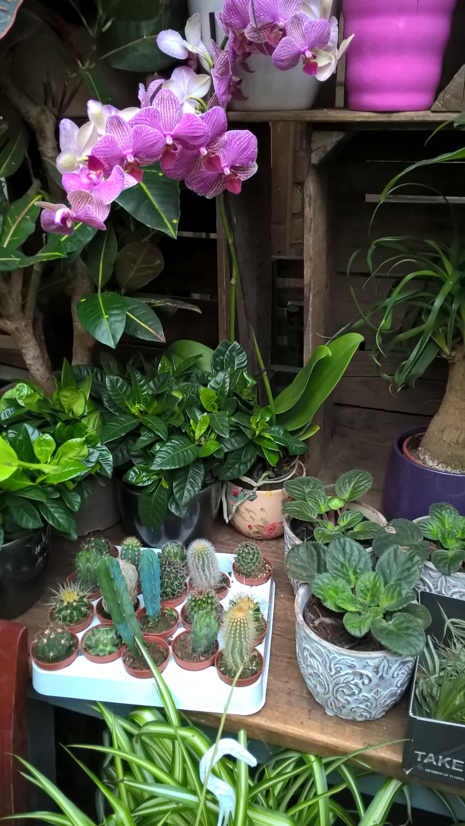 wp_20161017_13_43_25_pro