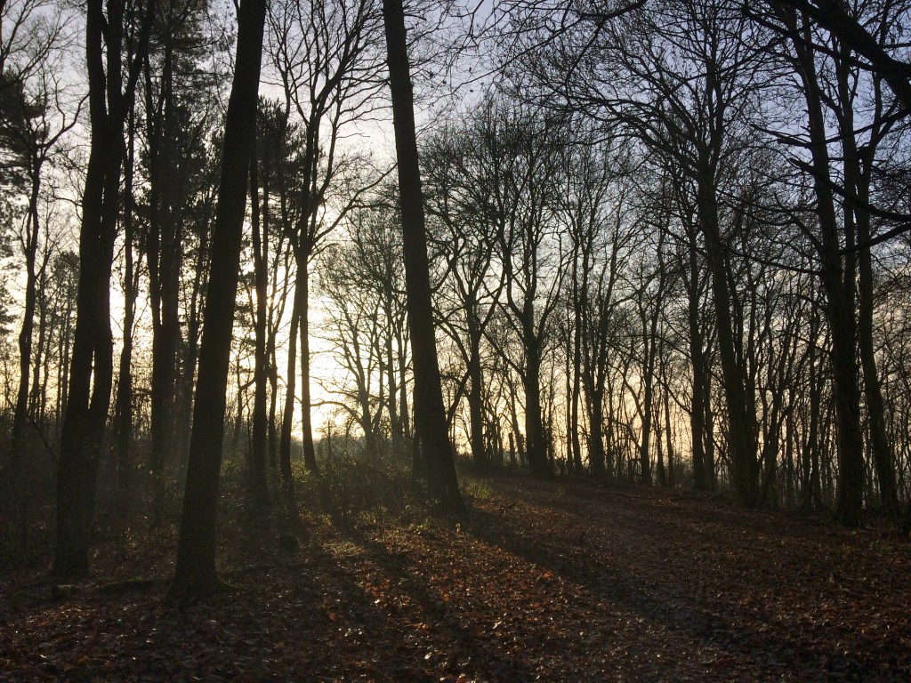Walking in Yorkshire Woods on a Frosty Winter’s&nbsp;Day