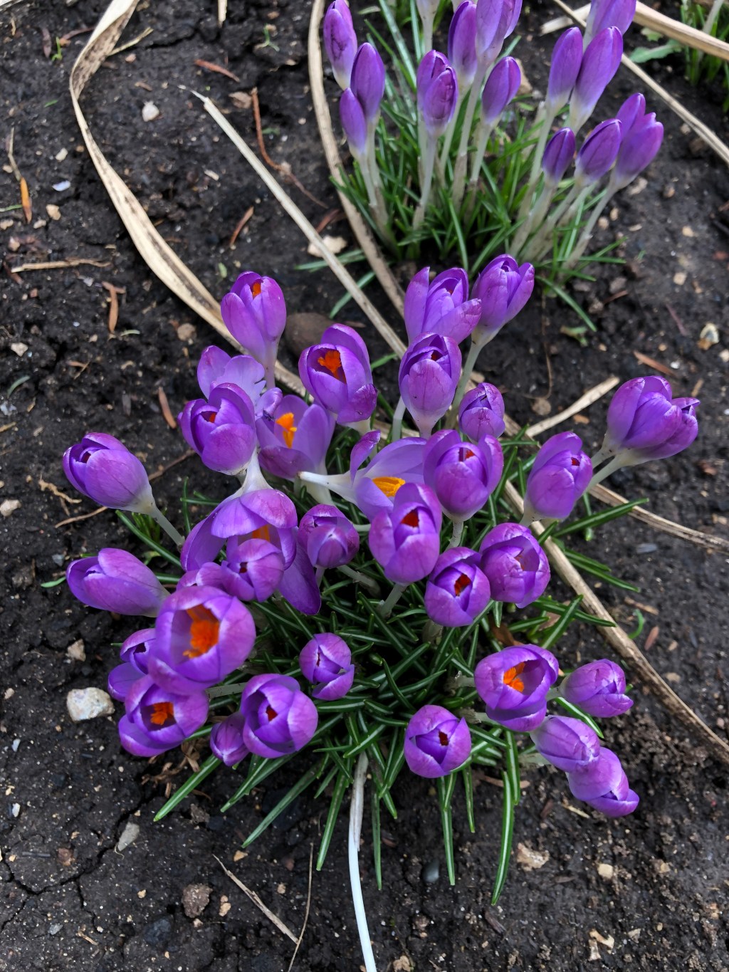 Little-known, Lasting Life Lessons from The Colourful&nbsp;Crocus…