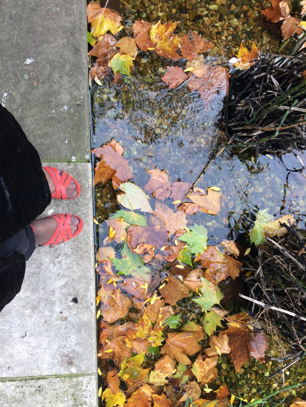 Embankment Gardens In The Autumn & Ancient Greek Thoughts On&nbsp;Healing